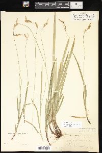 Carex hirtifolia image