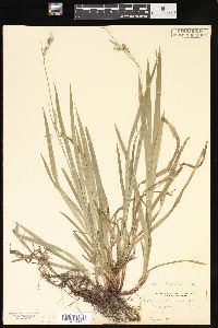 Carex hirtifolia image