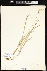 Carex hirtifolia image