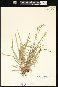 Carex hirtifolia image