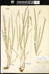 Carex hirtifolia image