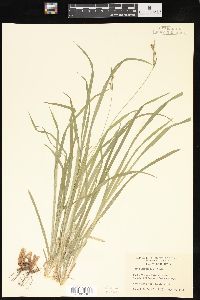 Carex hirtifolia image