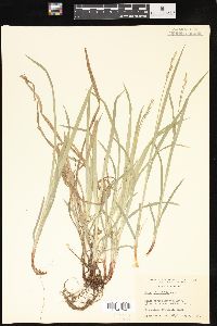 Carex hirtifolia image