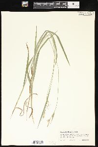 Carex hirtifolia image