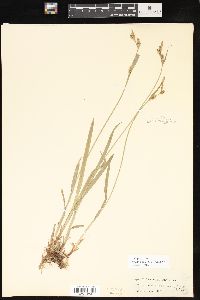 Carex hirtifolia image