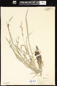 Carex hirtifolia image