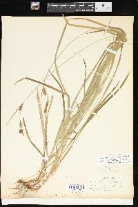 Carex hirtifolia image