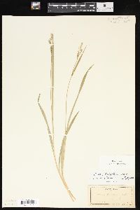 Carex hirtifolia image