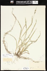 Carex hirtifolia image