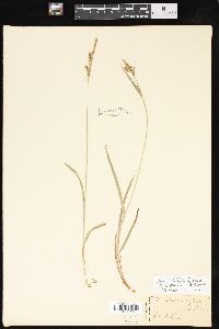 Carex hirtifolia image