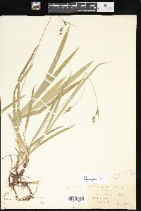 Carex hirtifolia image