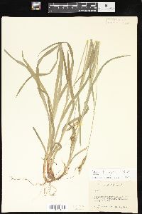 Carex hirtifolia image