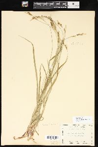 Carex hirtifolia image