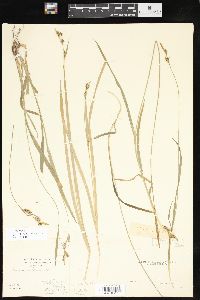 Carex hirtifolia image