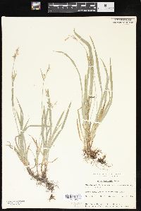 Carex hirtifolia image