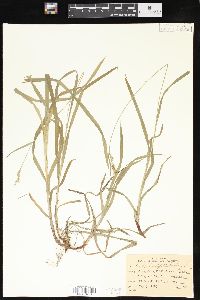 Carex hirtifolia image