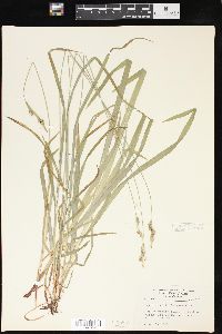 Carex hirtifolia image