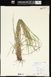 Carex hitchcockiana image