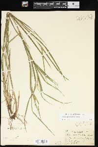 Carex hitchcockiana image