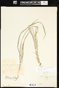 Carex hitchcockiana image