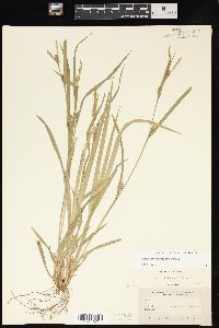 Carex hitchcockiana image