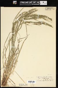 Carex hitchcockiana image