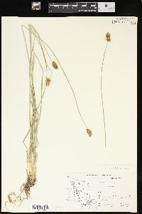 Carex hoodii image