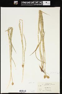 Carex hoodii image