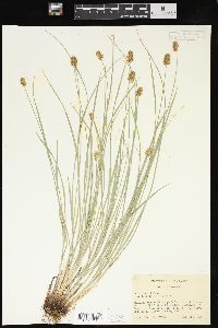 Carex hoodii image