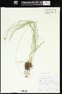 Carex hoodii image