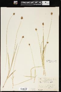 Carex hoodii image