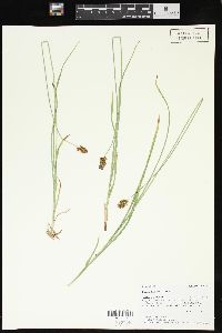 Carex hoodii image