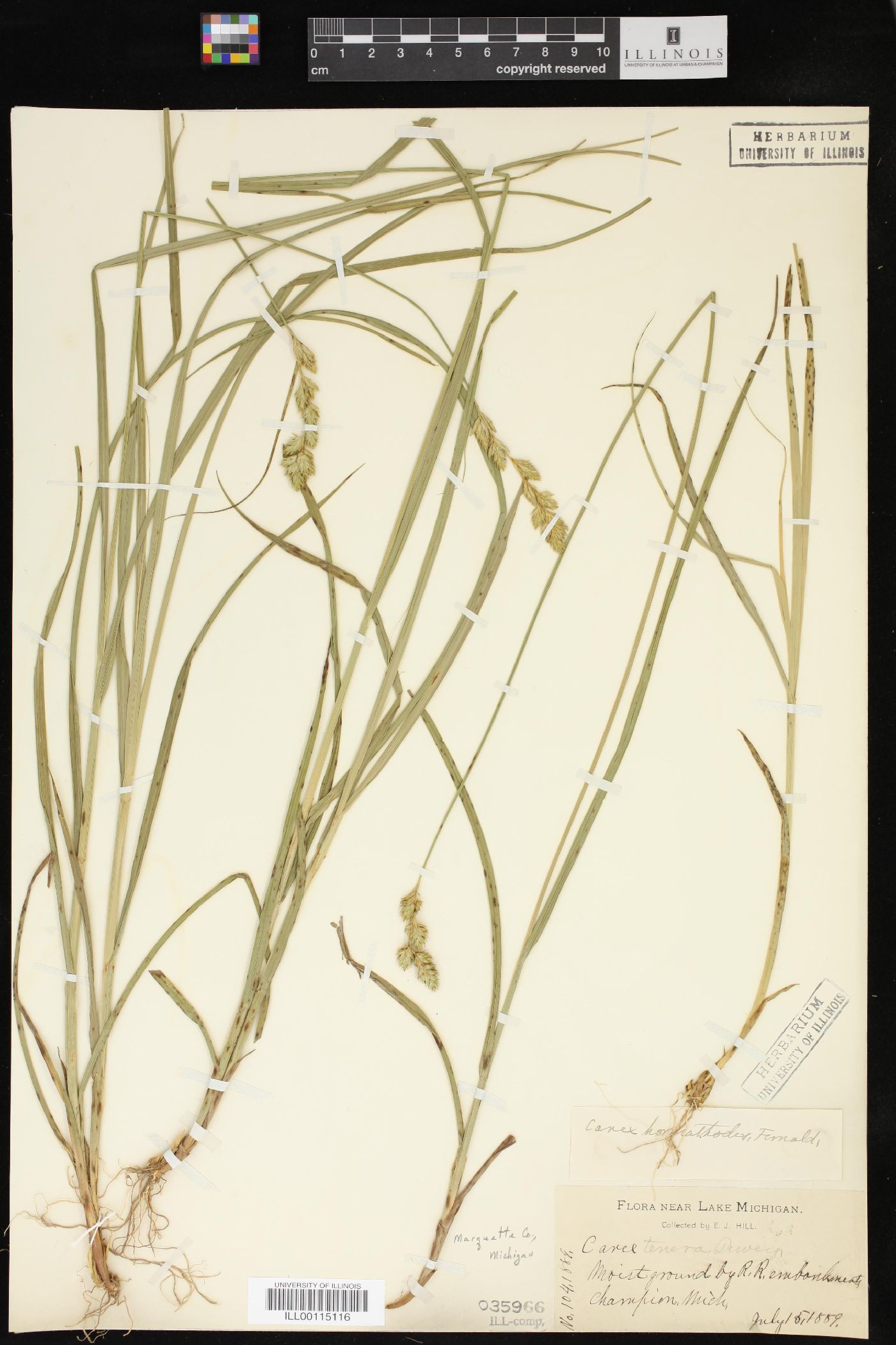 Carex hormathodes image