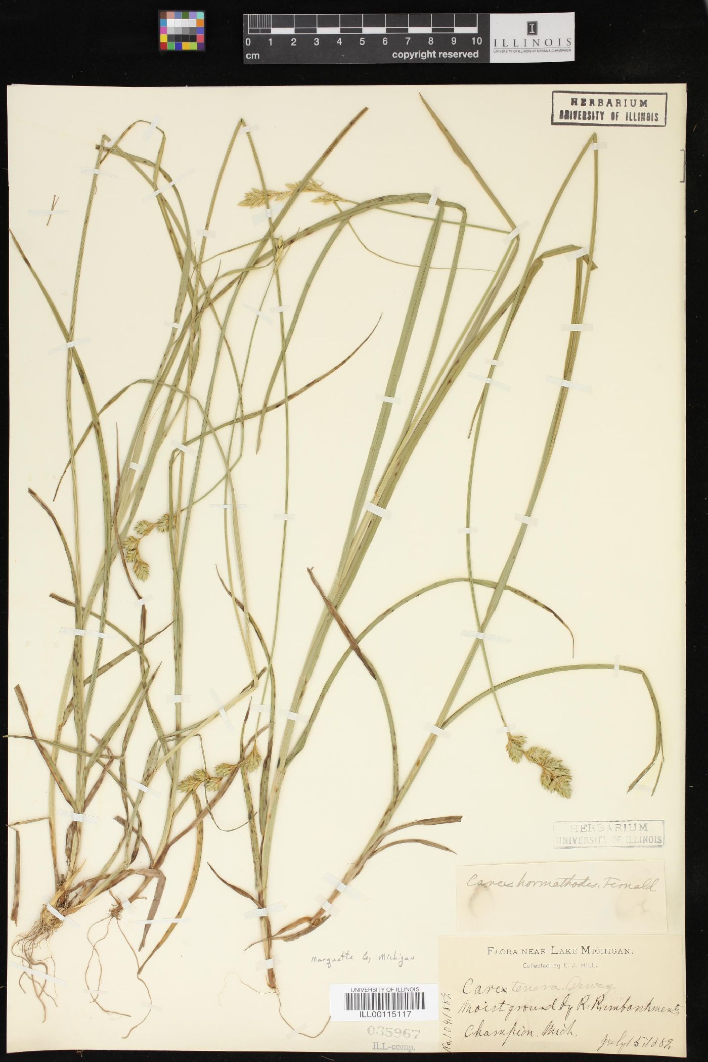 Carex hormathodes image