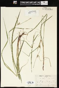 Carex houghtoniana image