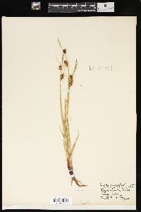 Carex houghtonii image