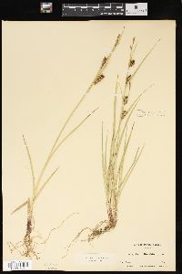 Carex houghtonii image