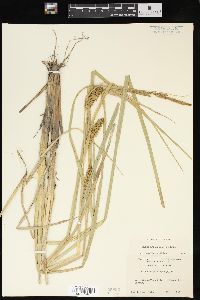 Carex hyalinolepis image