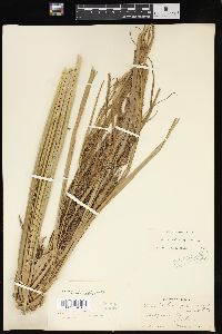 Carex hyalinolepis image