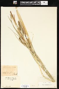 Carex hyalinolepis image