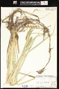 Carex hyalinolepis image