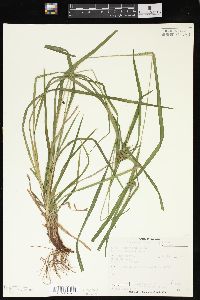 Carex intumescens var. fernaldii image