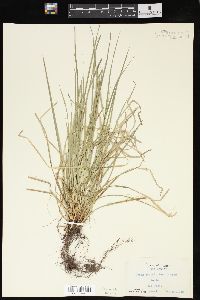 Carex jamesii image