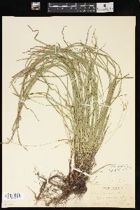 Carex jamesii image