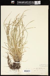 Carex jamesii image