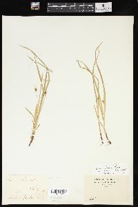 Carex jamesii image