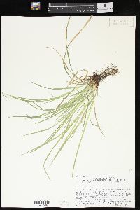 Carex jamesii image