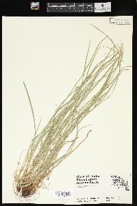 Carex jamesii image