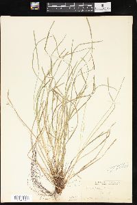 Carex steudelii image