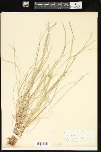 Carex jamesii image